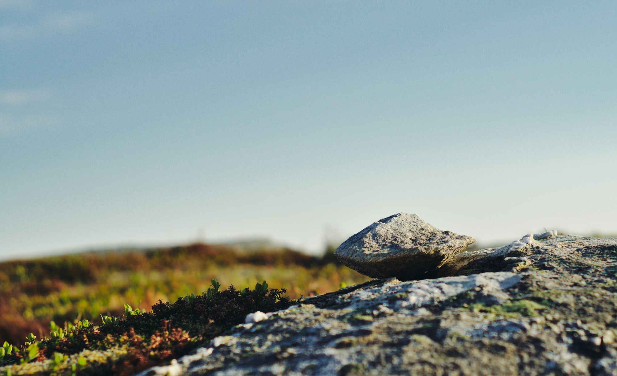 shallow focus photography of stone and grass